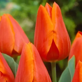tulipan-pomaranczowy-orange-cebulki-50-szt-gratis
