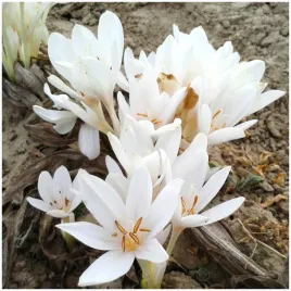 zimowit-bialy-colchicum-album-jesienny-mrozoodporny-cebulki-1-szt-gratis