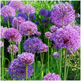czosnek-aflatunenski-allium-aflatunense-fioletowy-cebulki-1-szt-gratis