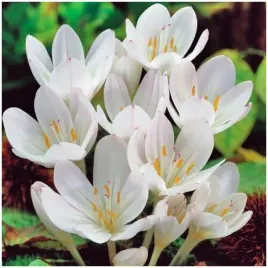 zimowit-bialy-colchicum-album-jesienny-mrozoodporny-cebulki-5-szt-gratis