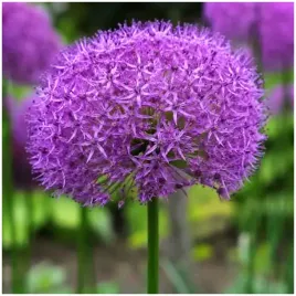 czosnek-aflatunenski-allium-aflatunense-fioletowy-cebulki-1-szt-gratis