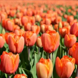 tulipan-pomaranczowy-orange-cebulki-10-szt-gratis