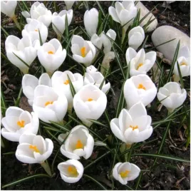 krokus-bialy-joanna-d-arc-cebulki-200-szt-gratis