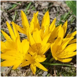 sternbergia-lutea-zolty-zimowit-jesienny-mrozoodporny-cebulk-10-szt-gratis