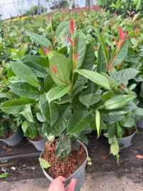 laurowisnia-wschodnia-on-fire-60-80-cm-or-czerwone-przyrosty-or-doniczka