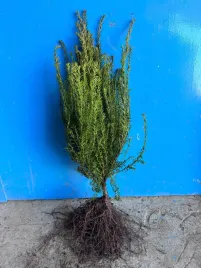cis-pospolity-taxus-baccata-sadzonki-na-zywoplot-50-80cm-szkolkowany