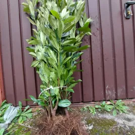 laurowisnia-caucasica-sadzonki-na-zywoplot-40-60cm-3-krotnie-ciete-10-sztuk