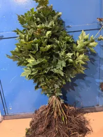klon-pospolity-sadzonka-30-50-cm-acer-platanoides-szkolkowany