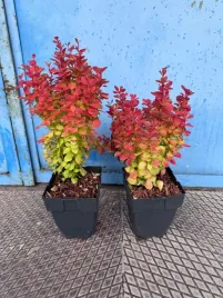 berberys-thunberga-orange-ice-na-zywoplot-mrozoodporny-doniczka