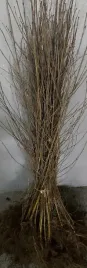 brzoza-brodawkowata-sadzonki-60-100cm-szkolkowana