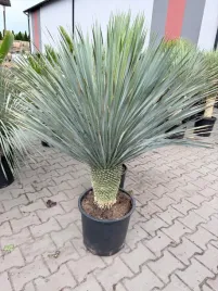 yucca-rostrata-juka-niebieska-120-130-cm-or-egzotyczna-duzy-okaz