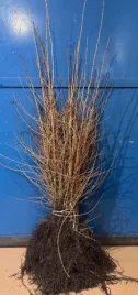 modrzew-europejski-larix-decidua-50-80-cm-or-sadzonka-or-idealny-na-zywoplot