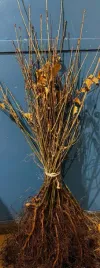 dab-czerwony-quercus-rubra-sadzonka-30-70-cm-szkolkowany