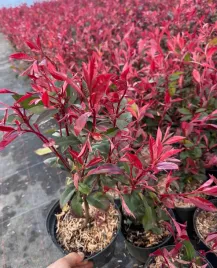 glogownik-red-robin-na-piekny-zimozielony-zywoplot-40-60cm-w-doniczce