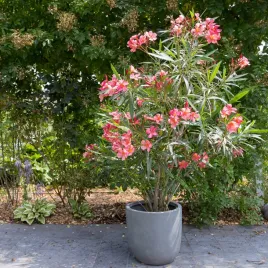 oleander-rozowy-duza-sadzonka-pachnacy-kwiat-kwitnie-cale-lato-70-90-cm-2-l