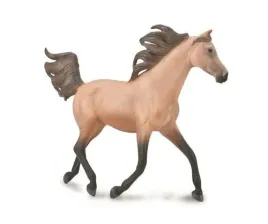 half-arabian-stailion-dunskin-collecta-polarabski-ogier-dunskin-skala-1-12