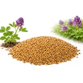 lucerna-siewna-plato-c2-10kg-medicago-sativa-zielonke-siano-sianokiszonke