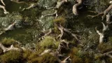 gamers-grass-basing-bits-gnarled-branches-gamers-grass