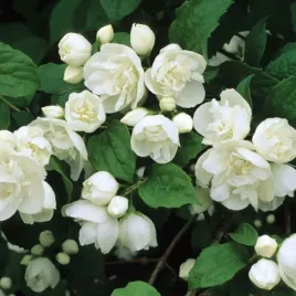 jasminowiec-snowbelle-bialy-pelny-pachnacy-niski-sadzonka-p9