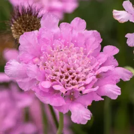 driakiew-golebia-flutter-rose-pink-rozowa-sadzonka-2l-burza-kwiatow-rabaty