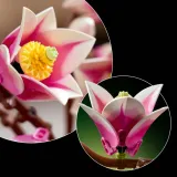 lego-r-botanicals-11510-wiek-dziecka-18-lat