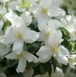 jasminowiec-dame-blanche-oblednie-pachnacy-krzew-z-biale-kwiaty-sadzonka-p9