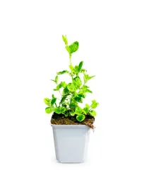 dzwonkowiec-codonopsis-pilosula-zen-szen-europejski-p9-c1