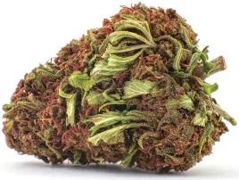 10g-susz-konopny-cbd-3976percent-mango-kush-premium