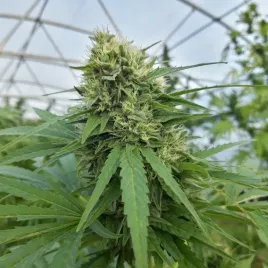 200-sztuk-nasion-konopi-cbd-kompolti