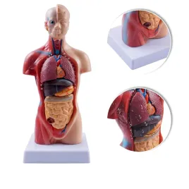 2x-model-anatomiczny-edukacyjny-28cm-z-15-czesciami-dla-lekarzy
