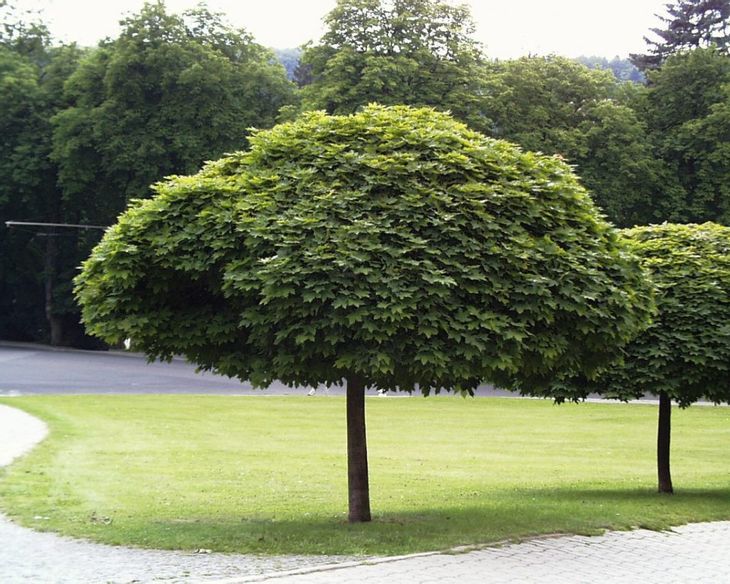 klon-zwyczajny-globosum-na-pniu-sadzonka-48900071-erli-pl
