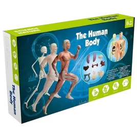 anatomia-model-anatomiczny-czlowieka-szkielet-3d-organy-ludzkie-nauka