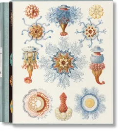 the-art-and-science-of-ernst-haeckel