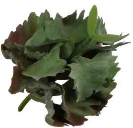sukulent-gumowy-omszaly-terrarium-las-w-sloiku-10