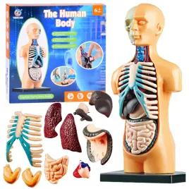 cialo-czlowieka-model-anatomiczny-narzady-czlowiek-zabawki-edukacyjne-6