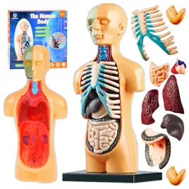 cialo-czlowieka-model-anatomiczny-z-organami-zestaw-edukacyjny-dla-dzieci