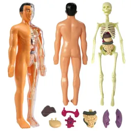 cialo-czlowieka-zestaw-model-anatomiczny-szkielet-organy-ludzkie-do-nauki