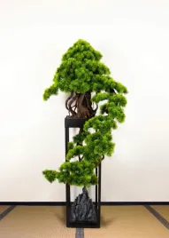 2x-dekoracyjne-bonsai-pokojowe-kaskadowe-sosna-pn-76