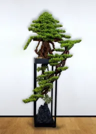 2x-dekoracyjne-bonsai-pokojowe-kaskadowe-sosna-pn-75