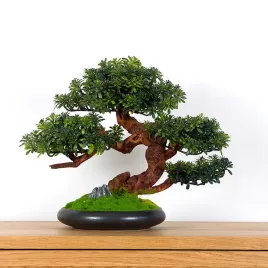 2x-dekoracyjne-bonsai-pokojowe-crassula-wysokosc-37-cm-pn-70