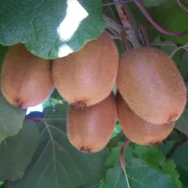 mini-kiwi-zakarpacie-120-140-cm-samopylne-wielkie-slodkie-owoce-sadzonka-2l