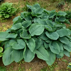 funkia-hosta-olbrzymia-elegans-sadzonka-monumentalna-roslina-do-cienia