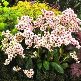 bergenia-dragonfly-angel-kiss-bialo-rozowa-bylina-zimozielona