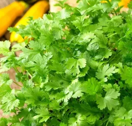 toraf-nasiona-kolendra-siewna-swieze-ziola-do-curry-garam-masala-salatek-2g