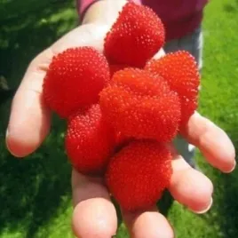malinotruskawka-smak-malina-truskawka-pyszny-owoc-malina-ponetna-w-doniczce