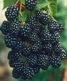 jezyna-bezkolcowa-black-butte-olbrzymie-5-cm-owoce-slodkie-i-aromatyczne