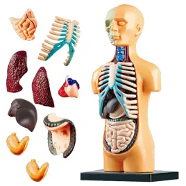 anatomiczny-model-ciala-ludzkiego-organy-czlowieka-zestaw-edukacyjny-9w1