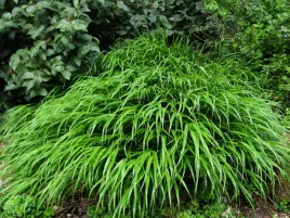 trawa-bambusowa-hakonechloa-greenhills-trawa-ozdobna-do-ogrodu-p9