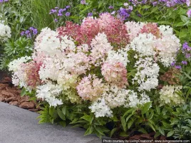 hortensja-bukietowa-groundbreaker-blush-okrywowa-hortensja-c3