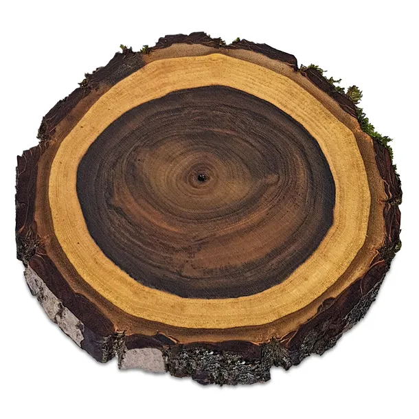 PLASTRY DREWNA ORZECH Krążki Olejowane Z Korą 18-22 cm gr. 2 cm